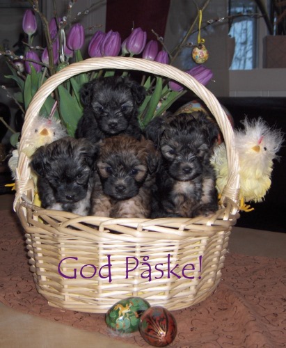 Easter Bunnies